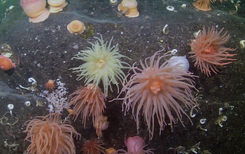 Animals on a sea floor